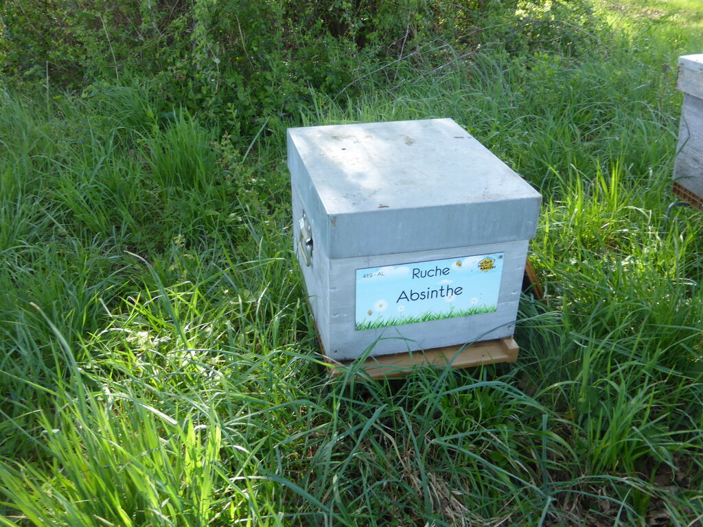 La ruche Absinthe