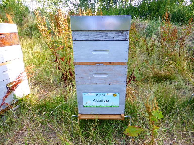 La ruche Absinthe