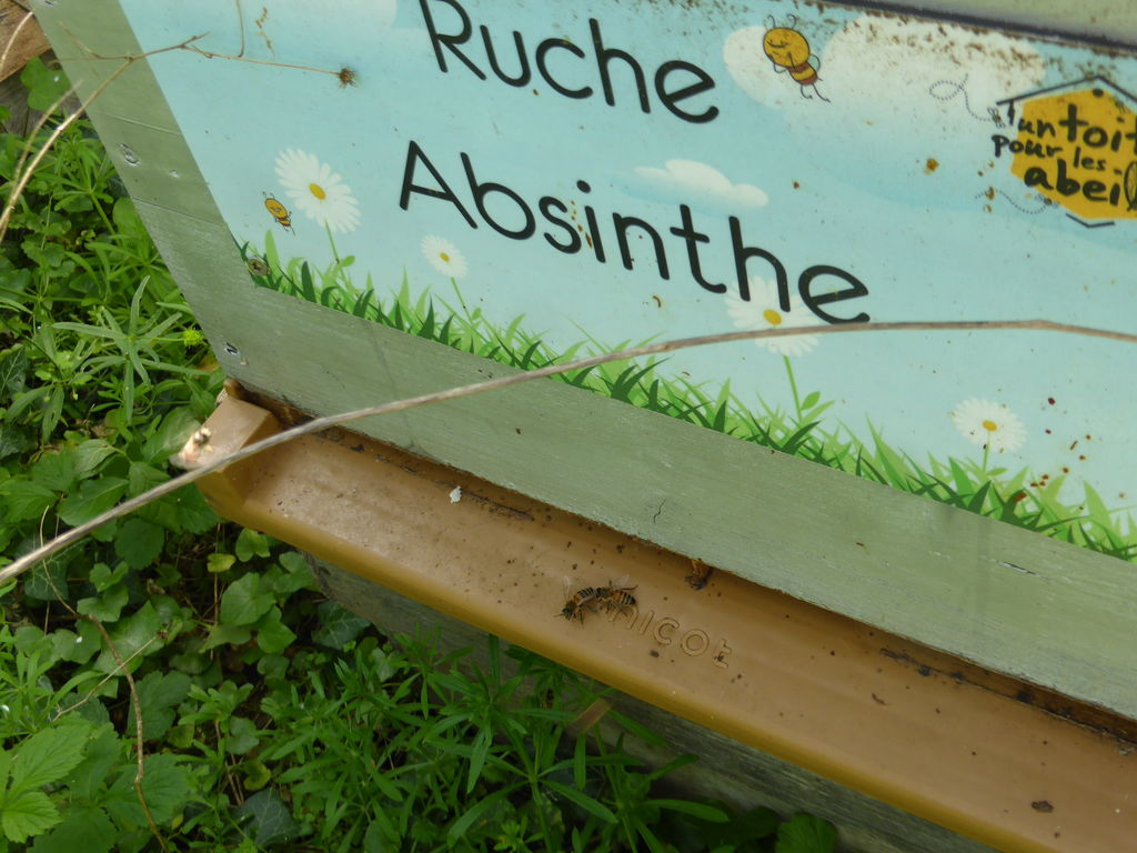 La ruche Absinthe