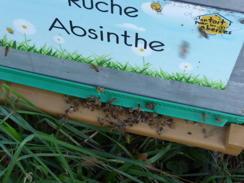 La ruche Absinthe
