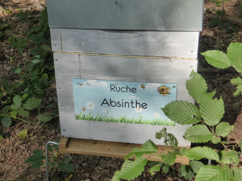 La ruche Absinthe