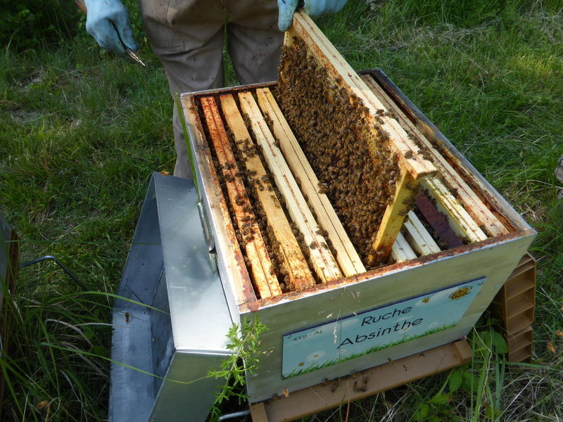 La ruche Absinthe