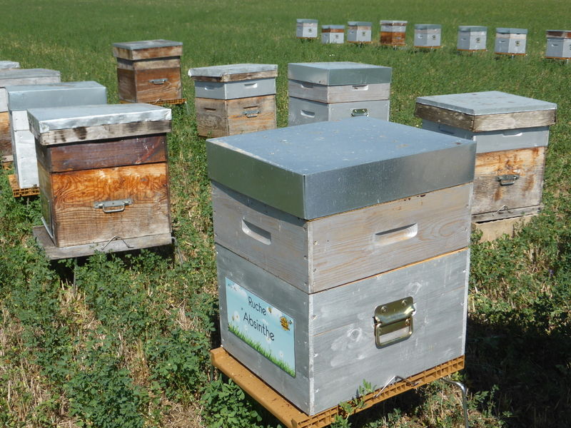 La ruche Absinthe