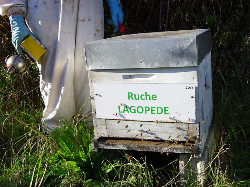 La ruche