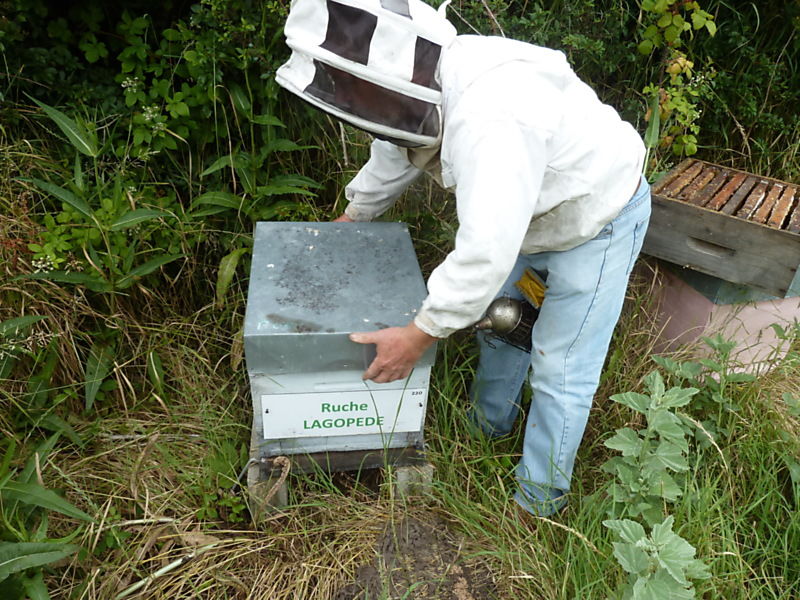 La ruche Lagopède