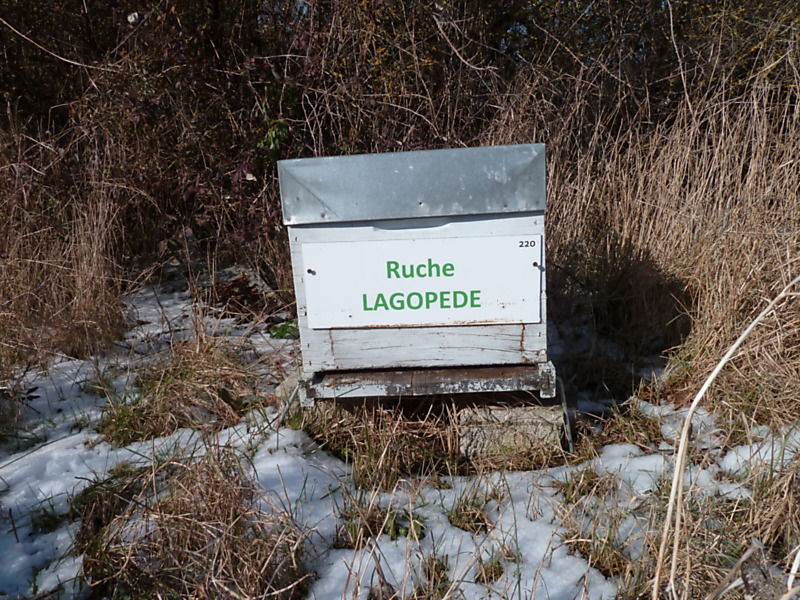 La ruche Lagopède
