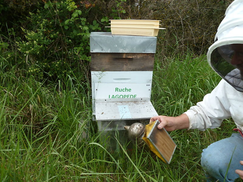 La ruche Lagopède