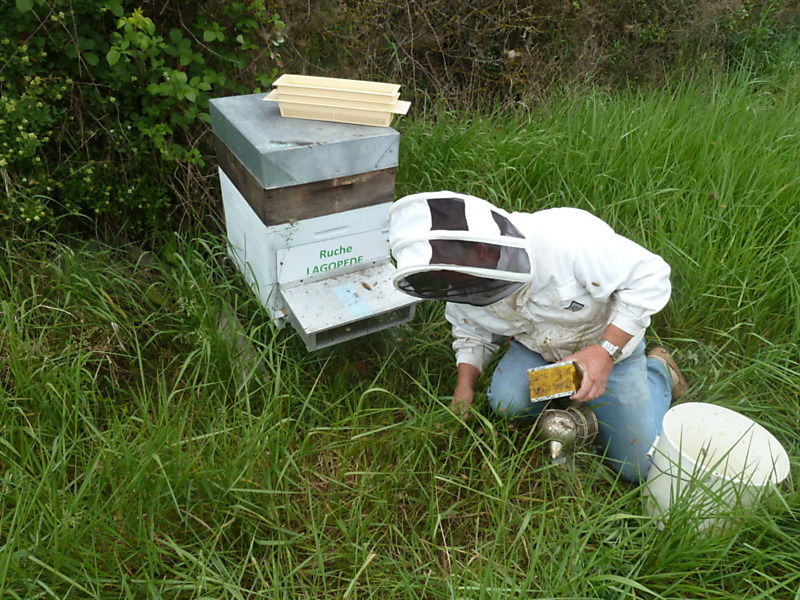 La ruche Lagopède