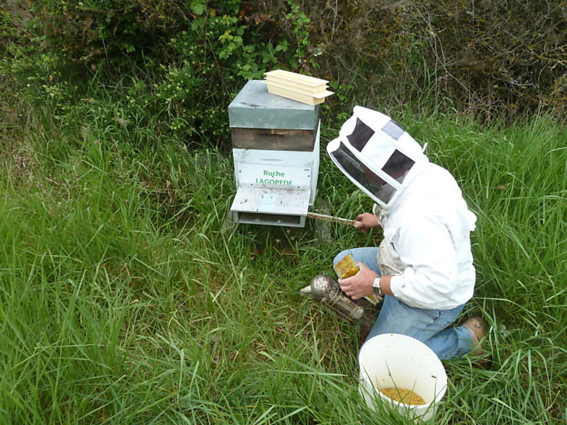 La ruche Lagopède