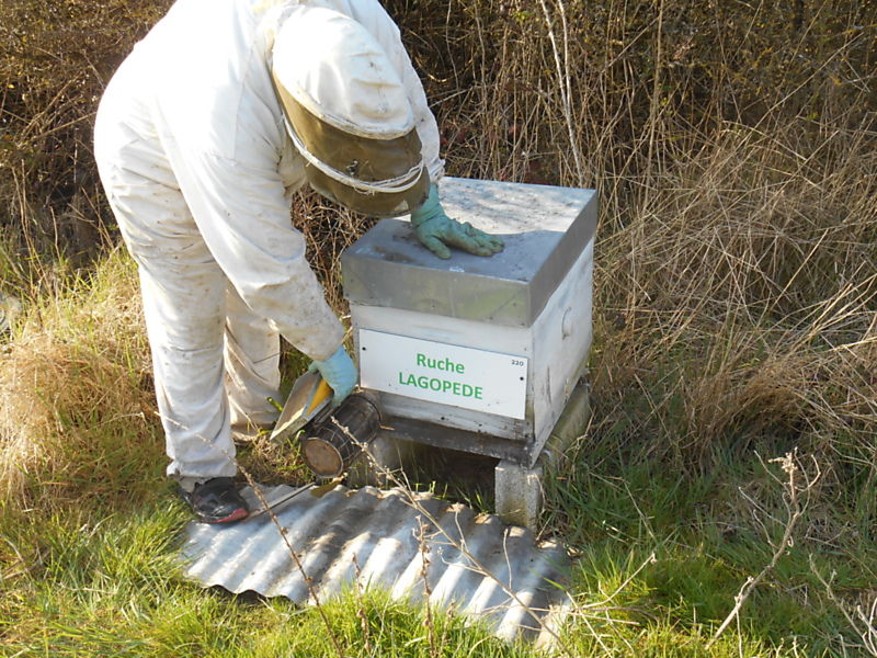 La ruche Lagopède