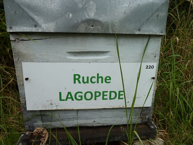 La ruche Lagopède