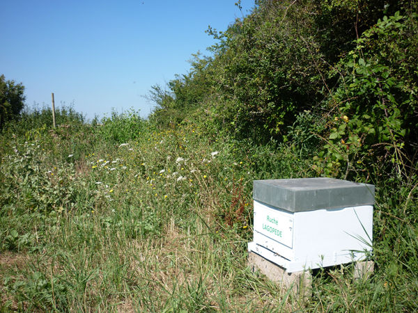 La ruche Lagopède