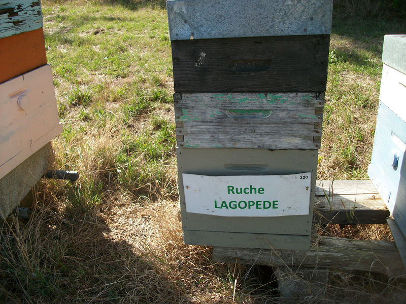 La ruche Lagopède