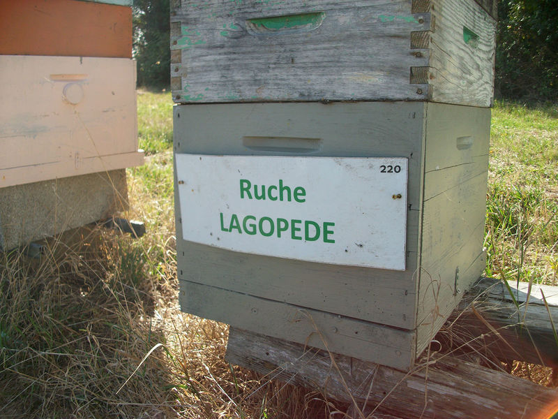 La ruche Lagopède