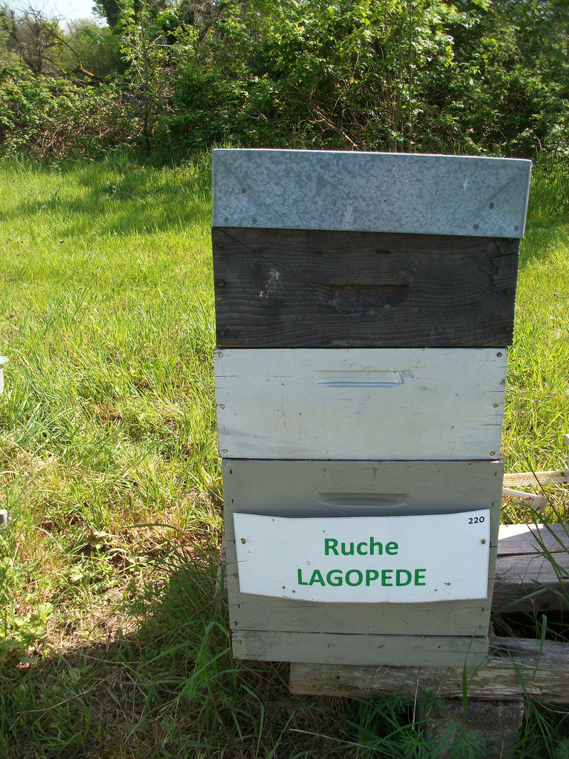 La ruche Lagopède