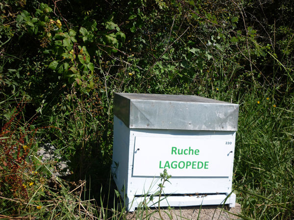 La ruche Lagopède