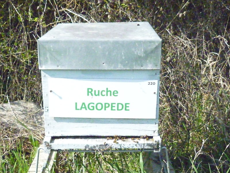 La ruche Lagopède