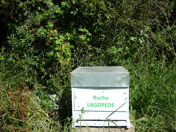 La ruche Lagopède