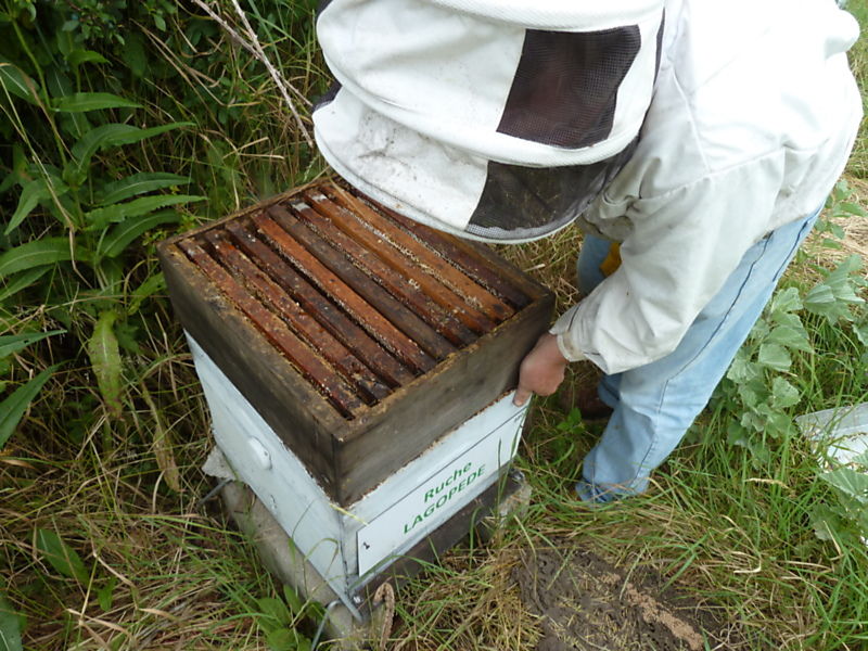 La ruche Lagopède