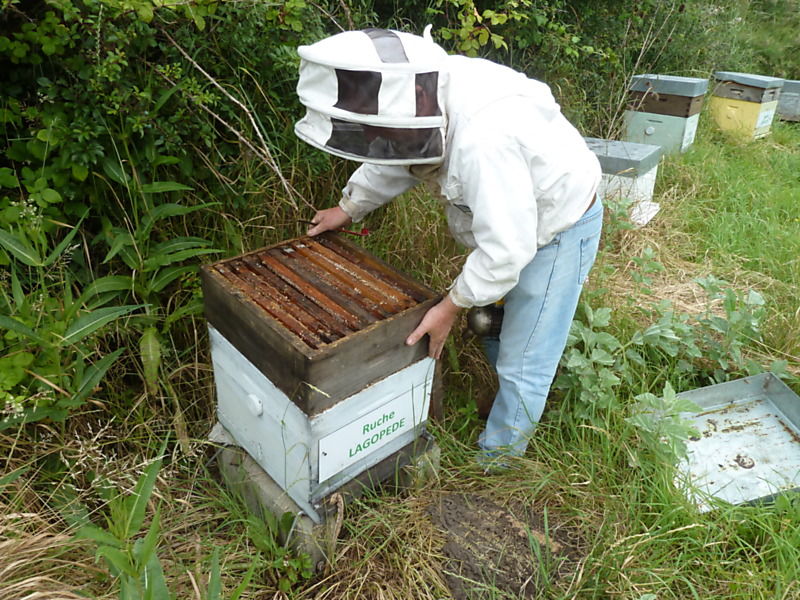 La ruche Lagopède