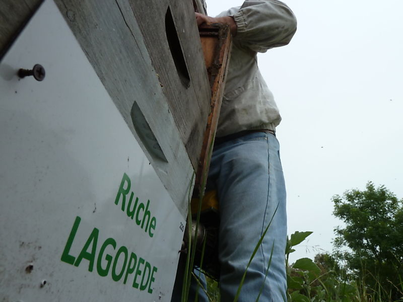 La ruche Lagopède