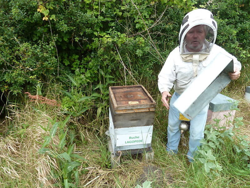 La ruche Lagopède