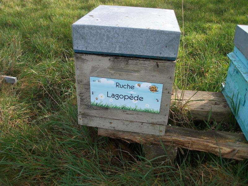 La ruche Lagopède