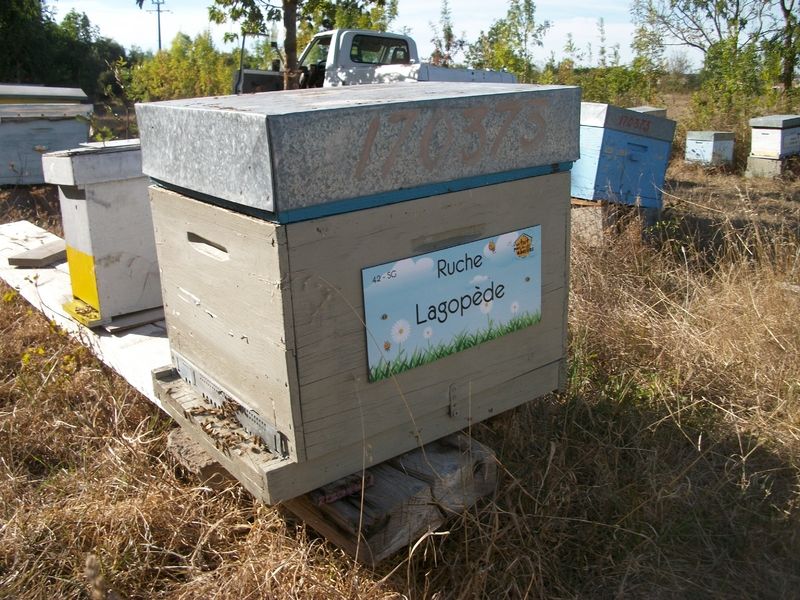 La ruche Lagopède