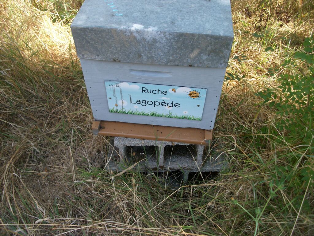 La ruche Lagopède