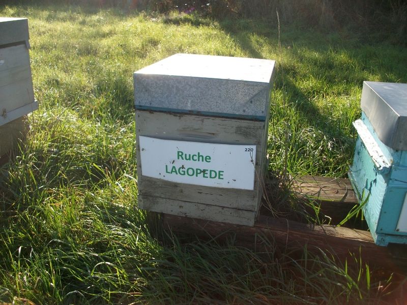 La ruche Lagopède
