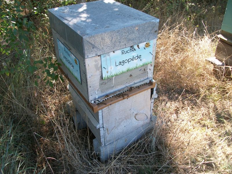 La ruche Lagopède