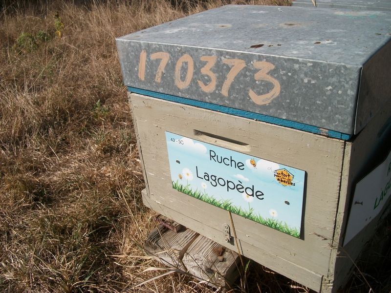 La ruche Lagopède