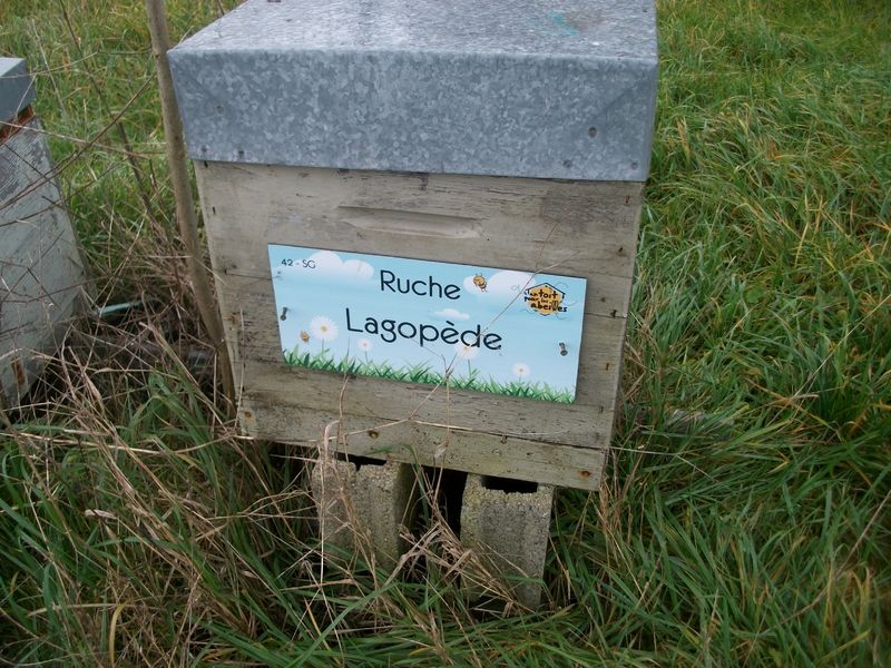 La ruche Lagopède