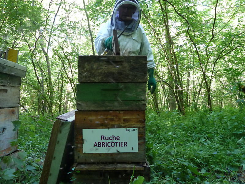 La ruche Abricotier