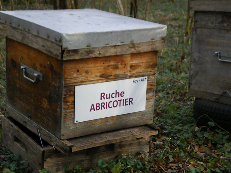 La ruche Abricotier