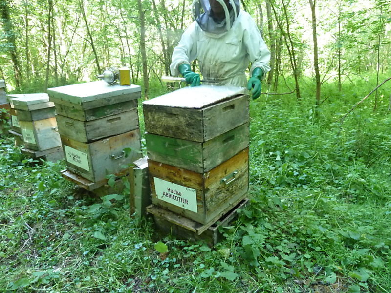 La ruche Abricotier