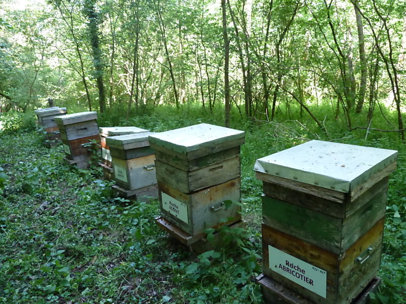 La ruche Abricotier