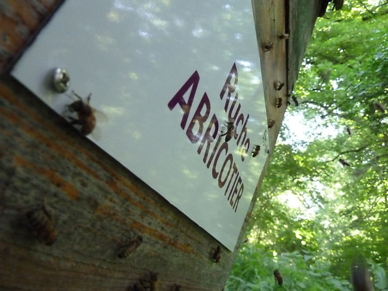 La ruche Abricotier