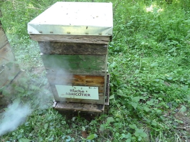 La ruche Abricotier