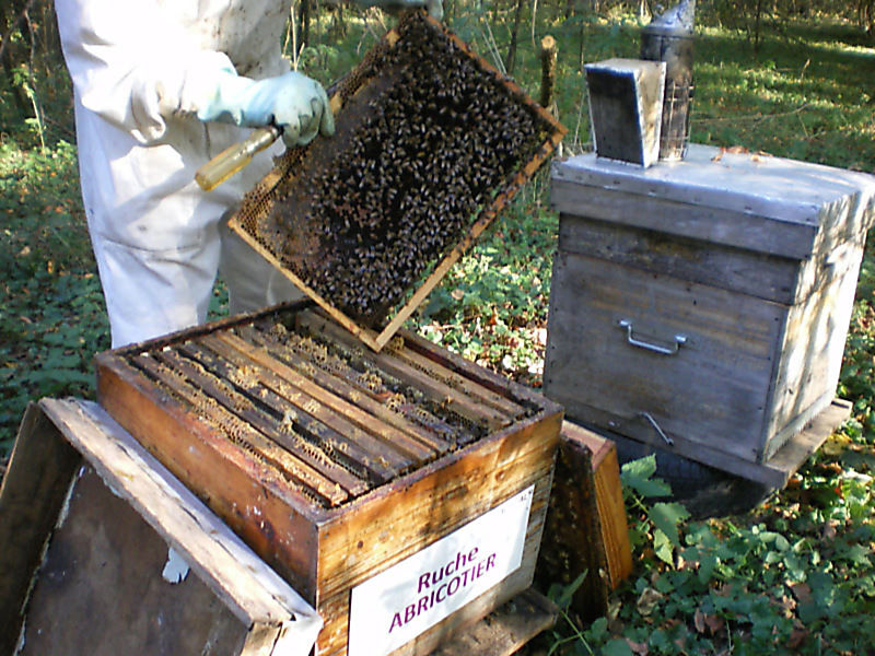 La ruche Abricotier