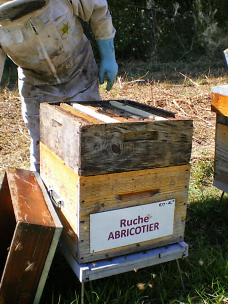 La ruche Abricotier