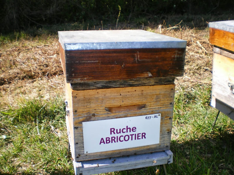 La ruche Abricotier
