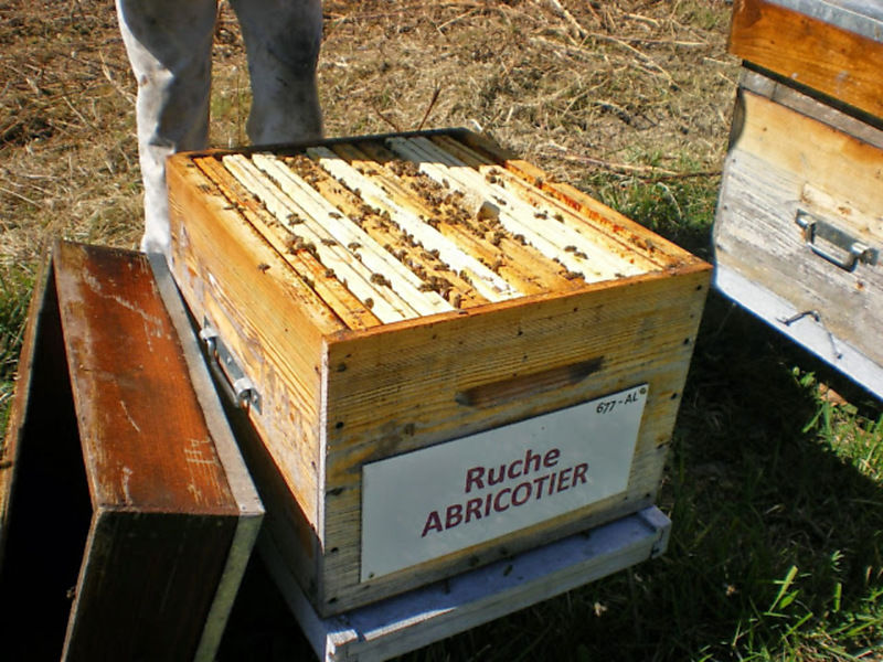 La ruche Abricotier