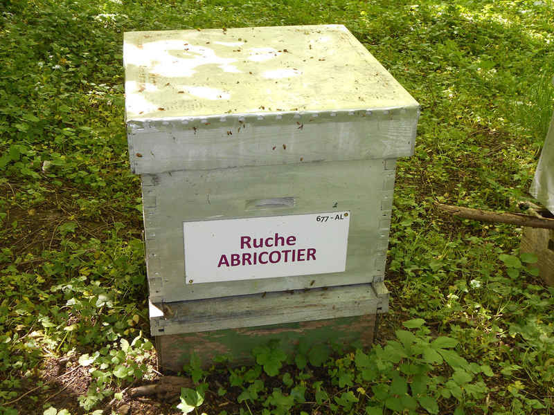 La ruche Abricotier