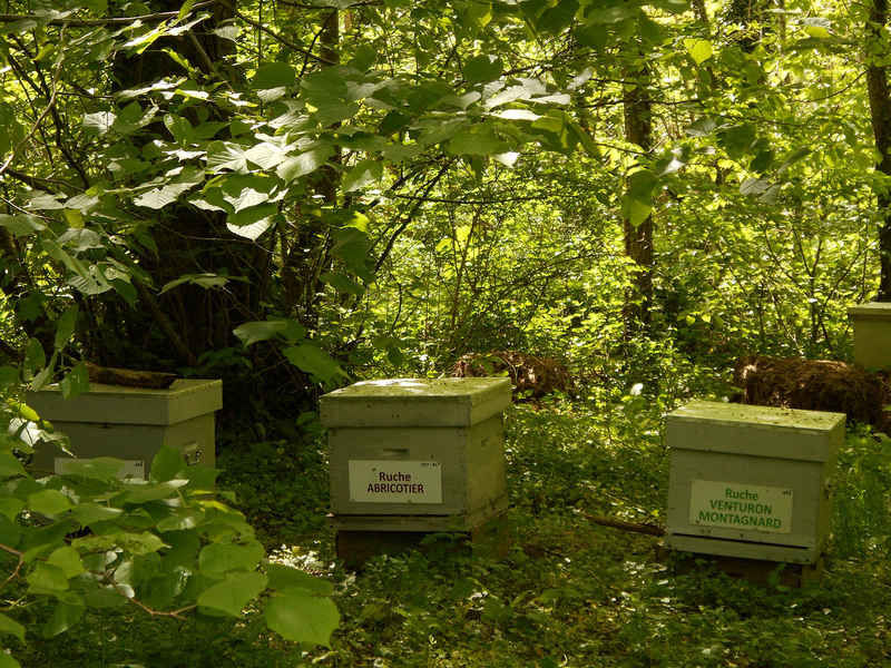 La ruche Abricotier