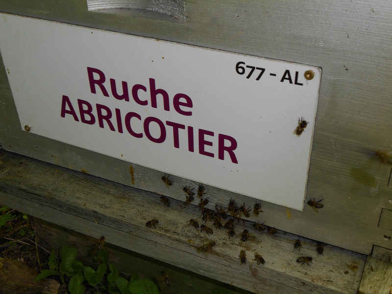 La ruche Abricotier