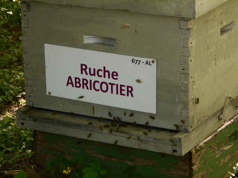 La ruche Abricotier