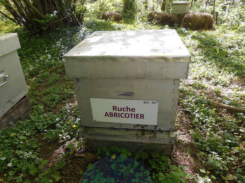 La ruche Abricotier
