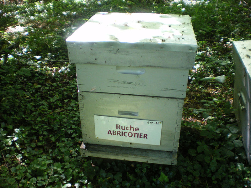 La ruche Abricotier