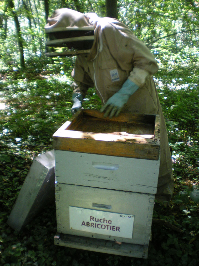 La ruche Abricotier